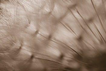 Linien im Flaum des Löwenzahns
