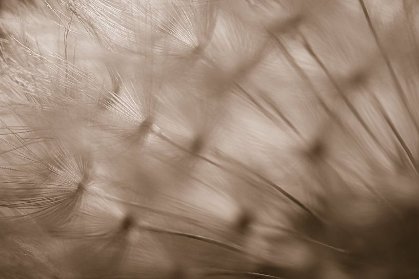Line play in the fluff of a dandelion by Marjolijn van den Berg