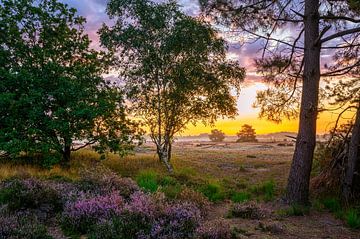 Farbenfrohe Aussicht auf die blühende Heidelandschaft von Leon Okkenburg
