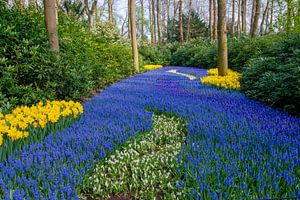 Keukenhof - Rivière de fleurs
