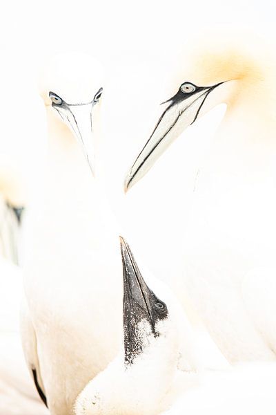 Gannet with young Heligoland by Nanda Bussers