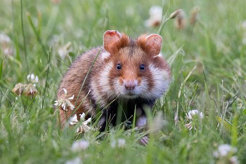 Field hamster in the meadow