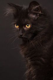 Black kitten in the studio by Dagmar Hijmans