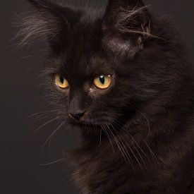 Schwarzes Kätzchen im Atelier von Dagmar Hijmans