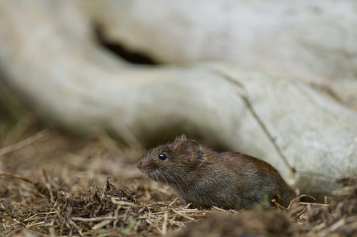 a vole sniffs the air