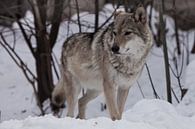 Ein mächtiger Wolf steht stolz und blickt (mit vollem Gesicht) auf den Schnee im Winter. von Michael Semenov Miniaturansicht