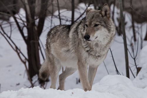 Een krachtige wolf staat trots en kijkt in de winter (voluit) uit naar de sneeuw.