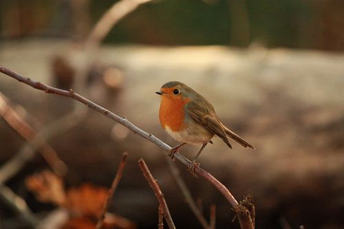 Robin posing among autumn colours
