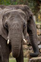 Elephants in Safaripark Beekse Bergen