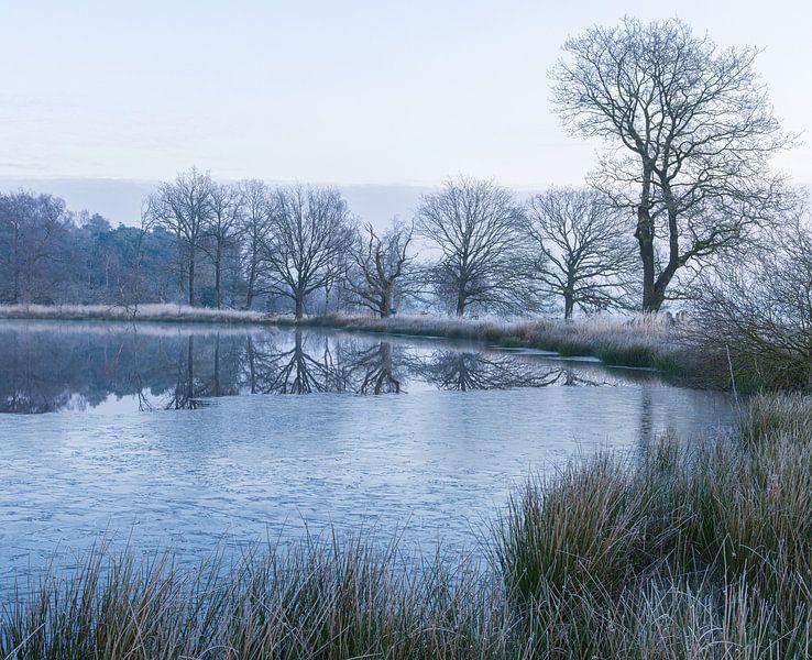 Nature reserve National Park Dwingelderveld (Drenthe) - Netherlands by Marcel Kerdijk