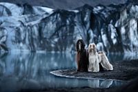 Greyhounds Nora and Tini in Iceland