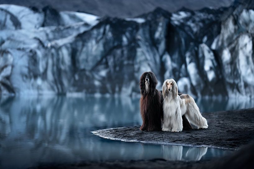 Greyhounds Nora and Tini in Iceland by Traveling dogs