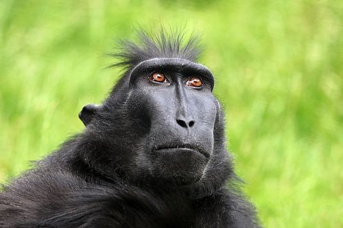 Schopfmakak (Macaca Nigra)