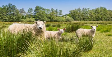 Mouton mère avec deux agneaux sur la lande de Drenthe