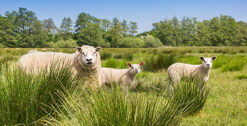 Mouton mère avec deux agneaux sur la lande de Drenthe par Marc Venema