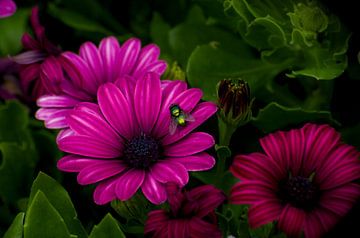 Marguerite espagnole violette avec mouche verte