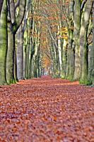 doorkijk in het bos