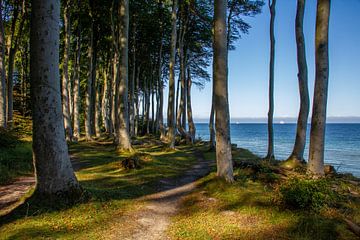 Smaller beech forest by Holger Felix