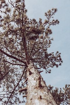 Kiefernbaum auf der Insel Terschelling von Lydia