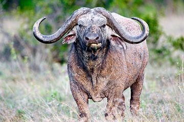 Afrikaanse buffel van Peter Michel