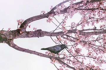 The raven and the blossom by Elianne van Turennout