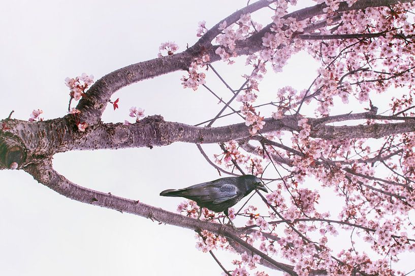 Elegant Crow in Spring Blossom: Unique Wall Decoration for a Romantic Interior by Elianne van Turennout