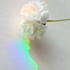 Regenbogen von Sandor Ploegman-Stam