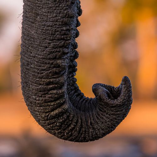 La trompe de l'éléphant