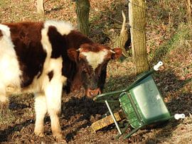 ondeugend kalf by Pascal Engelbarts