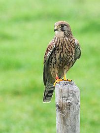 Raubvögel der Turmfalke von Loek Lobel