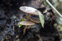 Pilze