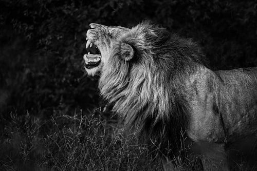 Leeuw aan het brullen in de natuur van Afrika van Chi
