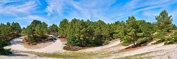 Schoorl dunes with conifers and flowering heather