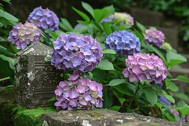 Impressionistic purple flowers by Art & Soul Creations