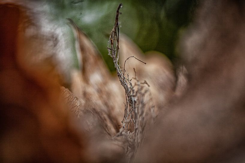 Abstract nature photography by ingrid schot