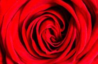 Rose rouge par Richard Guijt Photography Aperçu