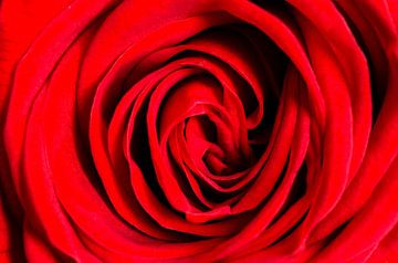Rote Rose von Richard Guijt Photography