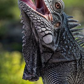 Un iguane des Caraïbes en action sur Maikel van Willegen Photography