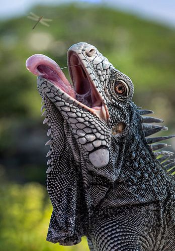 Karibischer Leguan in Aktion