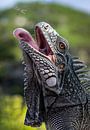 Caribbean iguana in action by Maikel van Willegen Photography thumbnail
