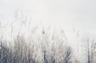 Landschap van riet en gras van Imaginative thumbnail