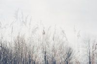 Landschap van riet en gras