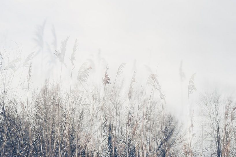 Landschap van riet en gras van Imaginative