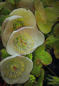 Three Lenten Rose Blooms by Dorothy Berry-Lound