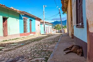 Chien endormi à Trinidad