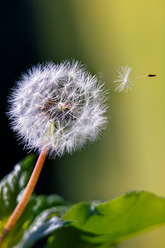 Blowing in the Wind
