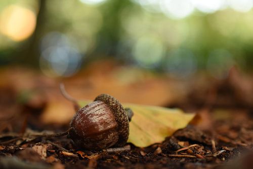 Eikeltje in een prachtige herfst omgeving Acorn