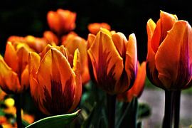 Oranje Tulpen by José Batterink