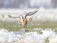 Vliegende grutto in besneeuwd polderlandschap