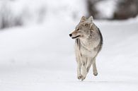 Kojote ( Canis latrans ) im Winter, läuft auf die Kamera zu, blickt dabei zur Seite, Yellowstone NP, von wunderbare Erde Miniaturansicht